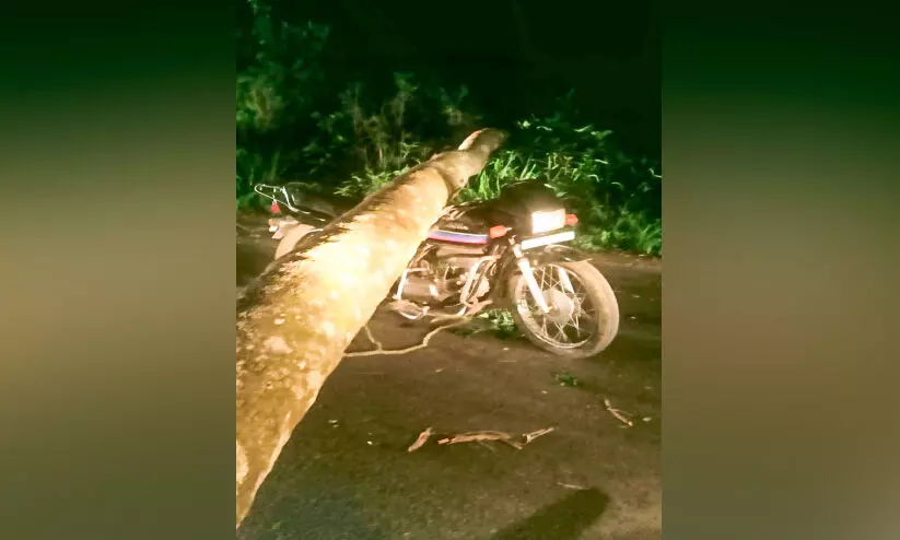 The coconut fell on top of the bike The passenger escaped The coconut fell on top of the bike The passenger escaped