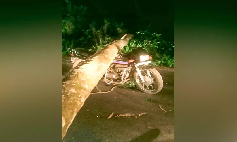 The coconut fell on top of the bike The passenger escaped