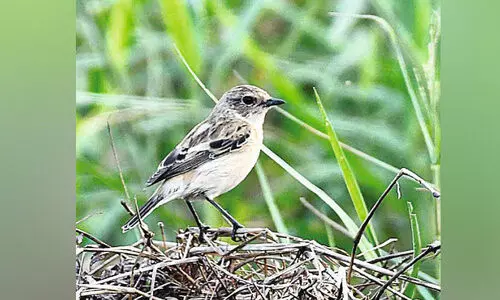 World Migratory Bird Day