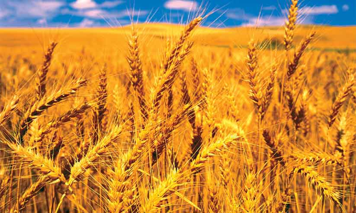 വിലക്കയറ്റം പിടിച്ചു നിറുത്താൻ ഗോതമ്പ് കയറ്റുമതിക്ക് നിരോധനമേർപ്പെടുത്തി സർക്കാർ