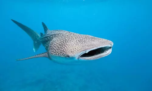 വരൂ തി​മിം​ഗ​ല സ്രാ​വു​ക​ളെ കാ​ണാം