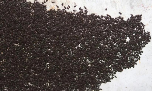 വീടുകൾ കീഴടക്കാനെത്തി ഓട്ടുറുമകള്‍