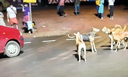 രാത്രിയിൽ മലപ്പുറം നഗരം കൈയേറി തെരുവുനായ്ക്കൾ രാത്രിയിൽ മലപ്പുറം നഗരം കൈയേറി തെരുവുനായ്ക്കൾ