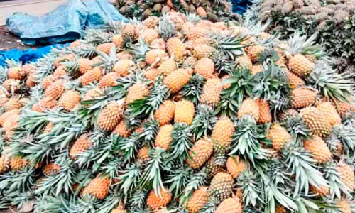 വാങ്ങാൻ ആളില്ല; പൈനാപ്പിൾ തോട്ടത്തിൽകിടന്നു നശിക്കുന്നു