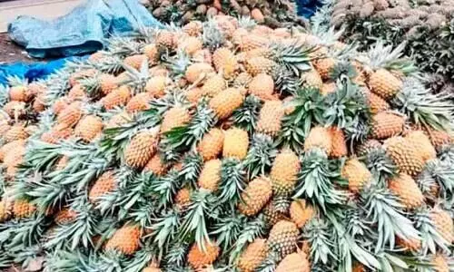വാങ്ങാൻ ആളില്ല; പൈനാപ്പിൾ തോട്ടത്തിൽകിടന്നു നശിക്കുന്നു