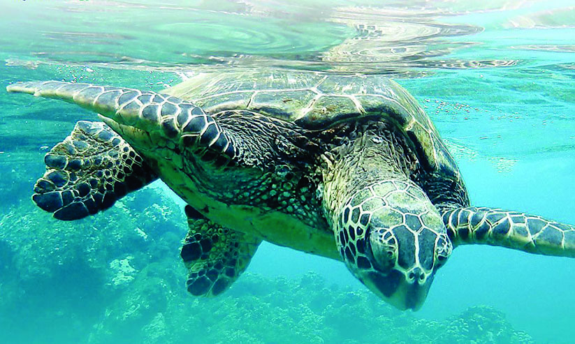 തീരത്തെത്തി കടലാമകൾ; കുടൊരുക്കി കരുതൽ