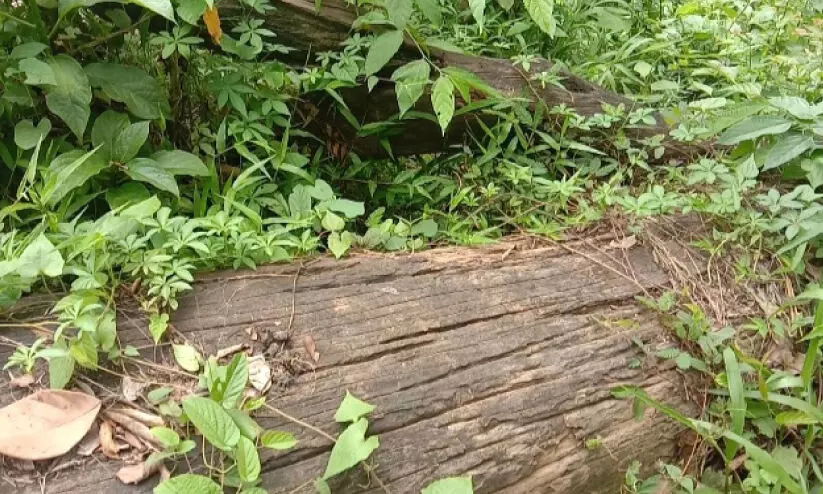 ലേലം ചെയ്യാൻ നടപടിയില്ല; ലക്ഷങ്ങൾ വിലമതിക്കുന്ന ഈട്ടിമരം നശിക്കുന്നു ലേലം ചെയ്യാൻ നടപടിയില്ല; ലക്ഷങ്ങൾ വിലമതിക്കുന്ന ഈട്ടിമരം നശിക്കുന്നു