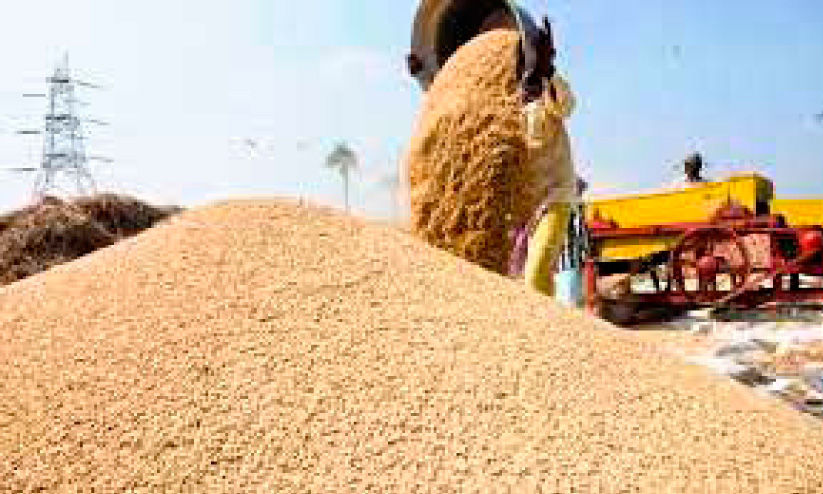 paddy storage paddy storage