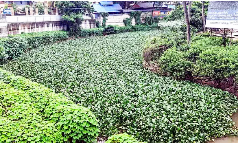 അയത്തിൽ ആറ്റിൽ കുളവാഴ നിറഞ്ഞു; വെള്ളപ്പൊക്ക ഭീതിയിൽ പരിസരവാസികൾ