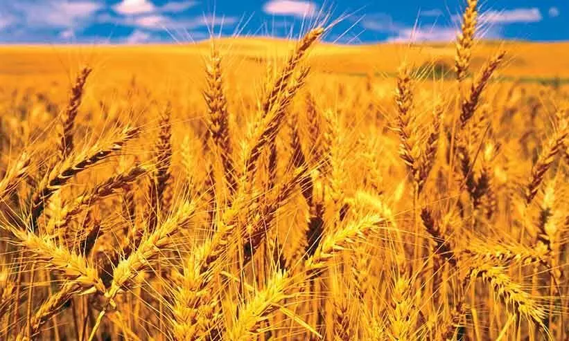 ആഗോള വിപണിയിൽ കുതിച്ചുയർന്ന് ഗോതമ്പ് വില