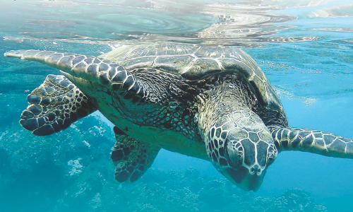 തീരത്തെത്തി കടലാമകൾ; കുടൊരുക്കി കരുതൽ