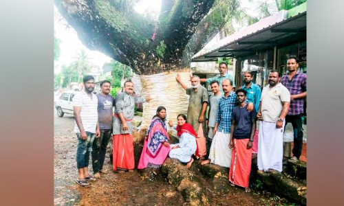 Tree vaidhyans treated the grandmother of the tree