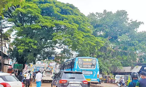 എം.ജി റോഡിലെ ഈ മരങ്ങൾ ചതിക്കുമോ? എം.ജി റോഡിലെ ഈ മരങ്ങൾ ചതിക്കുമോ?