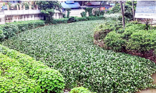 അയത്തിൽ ആറ്റിൽ കുളവാഴ നിറഞ്ഞു; വെള്ളപ്പൊക്ക ഭീതിയിൽ പരിസരവാസികൾ