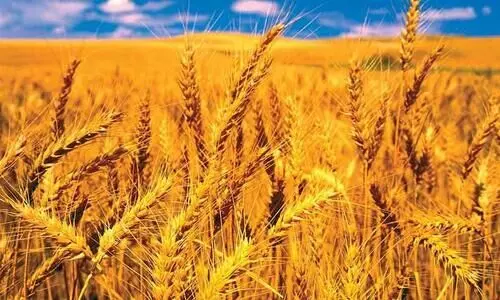 ആഗോള വിപണിയിൽ കുതിച്ചുയർന്ന് ഗോതമ്പ് വില