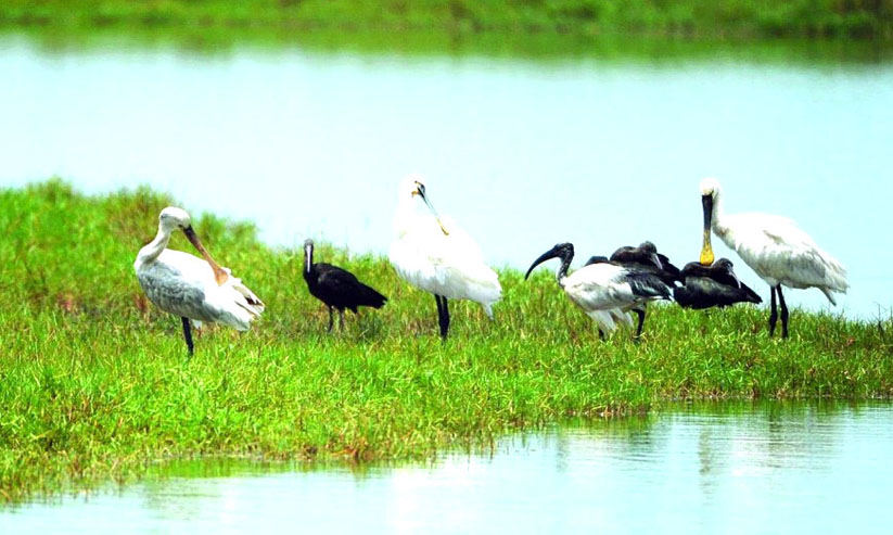 ഒമാനിൽ 80 ശതമാനവും ദേശാടന പക്ഷികൾ ഒമാനിൽ 80 ശതമാനവും ദേശാടന പക്ഷികൾ