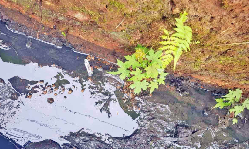 പുറമേരിയിൽ ജനവാസകേന്ദ്രത്തിൽ കക്കൂസ് മാലിന്യം തള്ളി