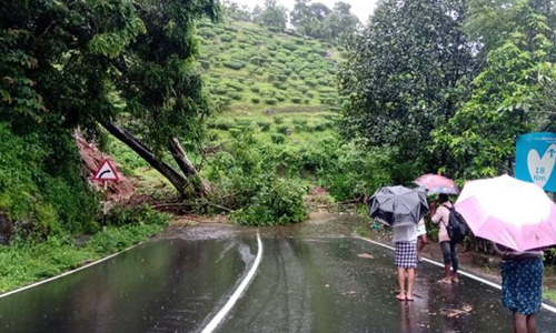 കാലവർഷ മുന്നൊരുക്കം: അപകടകരമായ മരങ്ങൾ മുറിച്ചുമാറ്റാൻ നിർദേശം