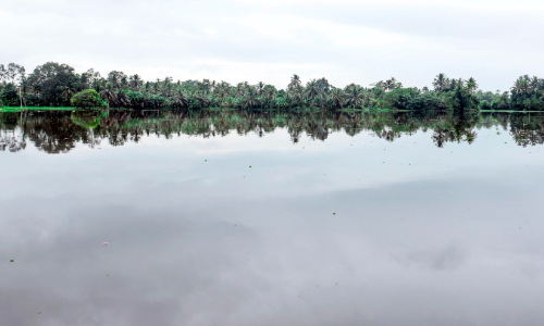 Heavy rains Paddy farmers in distress