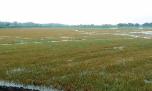 വെ​ള്ളം ക​യ​റി​; നെ​ല്ല് കൊ​യ്യാ​നാ​കാ​തെ ക​ര്‍ഷ​ക​ര്‍