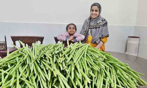 മുരിങ്ങക്കായ് വിളവെടുപ്പിൽ നൂറുമേനി കൊയ്ത് തസ്നീം ഫസൽ