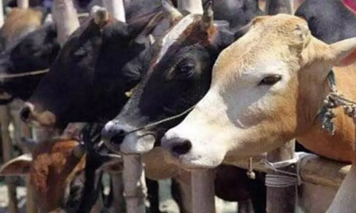 യു.പിയിലെ അറവുശാലയിൽ പശു മാംസം കണ്ടെത്തിയെന്ന്; ദേശീയ സുരക്ഷാ നിയമം ചുമത്തുമെന്ന് പൊലീസ്