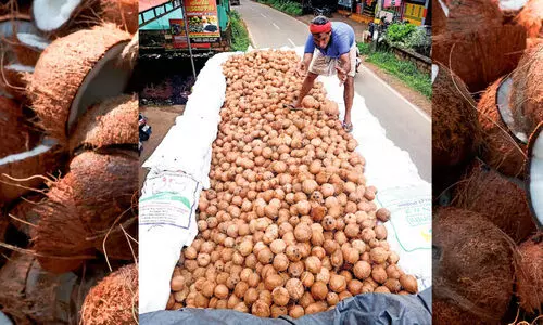 Coconut farmers Coconut farmers