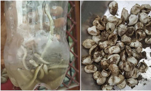 പാമ്പുകളുടെ കൂടായി ഈ വീട്; കണ്ടെത്തിയത് 60ഓളം പാമ്പുകളെ