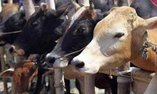 യു.പിയിലെ അറവുശാലയിൽ പശു മാംസം കണ്ടെത്തിയെന്ന്; ദേശീയ സുരക്ഷാ നിയമം ചുമത്തുമെന്ന് പൊലീസ് യു.പിയിലെ അറവുശാലയിൽ പശു മാംസം കണ്ടെത്തിയെന്ന്; ദേശീയ സുരക്ഷാ നിയമം ചുമത്തുമെന്ന് പൊലീസ്