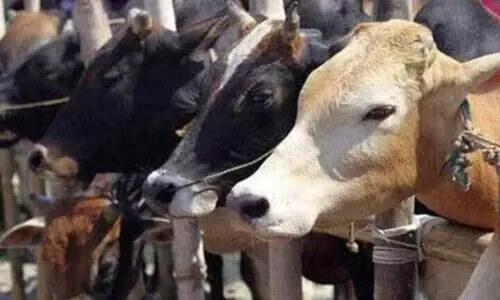 യു.പിയിലെ അറവുശാലയിൽ പശു മാംസം കണ്ടെത്തിയെന്ന്; ദേശീയ സുരക്ഷാ നിയമം ചുമത്തുമെന്ന് പൊലീസ്