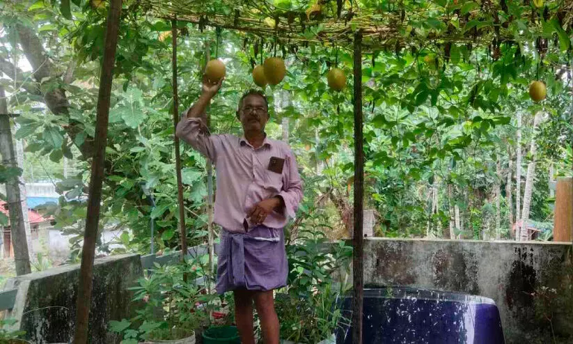 വിയറ്റ്നാമിെൻറ ഗാഗ് പഴം ചിറയിൻകീഴിലും വിളവെടുപ്പിനൊരുങ്ങുന്നു വിയറ്റ്നാമിെൻറ ഗാഗ് പഴം ചിറയിൻകീഴിലും വിളവെടുപ്പിനൊരുങ്ങുന്നു