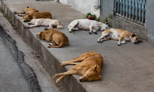 പേവിഷ നിർമാർജനം; പിന്തുണയുമായി വെറ്ററിനറി സർവകലാശാലയും