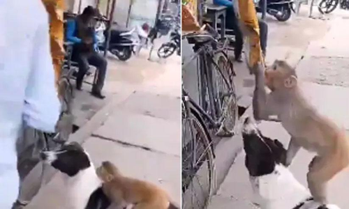 നീ എന്റെ പുറത്തുകയറി നിന്ന് അതങ്ങ് അടിച്ചുമാറ്റ് -വൈറലായി ഒരു മോഷണ വീഡിയോ