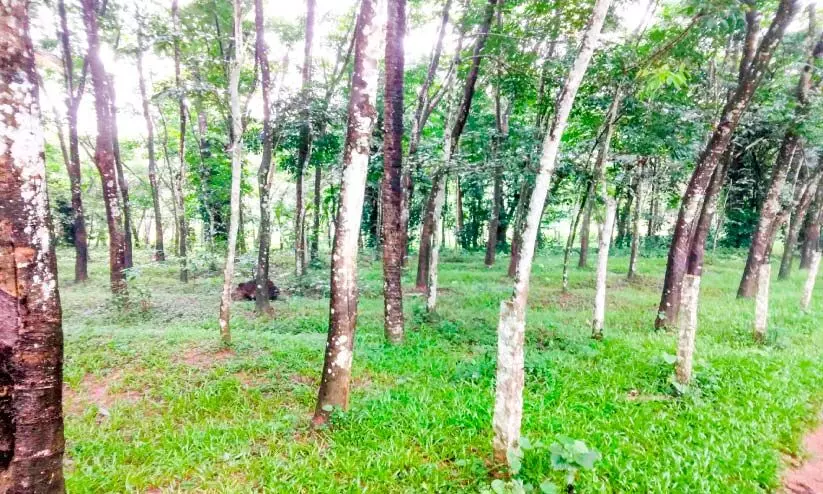 പ്രതിസന്ധിയിൽ നട്ടംതിരിഞ്ഞ് റബർ കർഷകർ