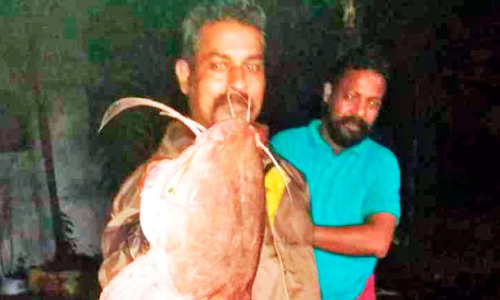 ആഫ്രിക്കൻ മുഷി വിഴുങ്ങുമോ മത്സ്യസമ്പത്ത്?