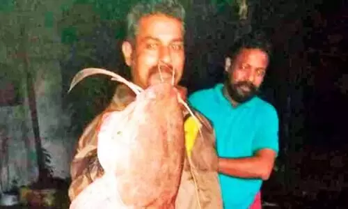 ആഫ്രിക്കൻ മുഷി വിഴുങ്ങുമോ മത്സ്യസമ്പത്ത്?