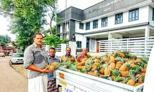 വിലയില്ല: പൈനാപ്പിൾ സൗജന്യമായി നൽകി കർഷകൻ