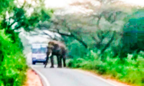 കെ.എസ്.ആർ.ടി.സി ബസ്തടഞ്ഞ് ഒറ്റയാൻ