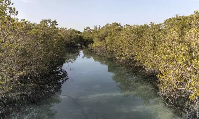 കണ്ടൽ പറുദീസ... കണ്ടൽ പറുദീസ...