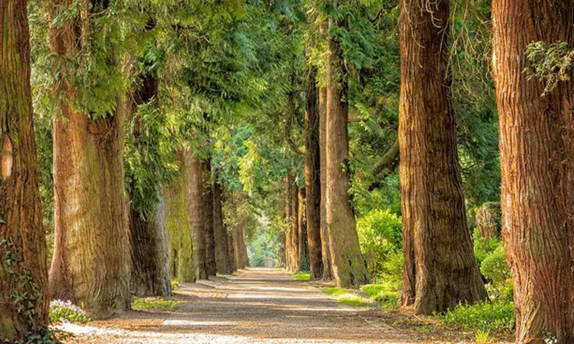 ഇന്ന് അന്താരാഷ്ട്ര ജൈവവൈവിധ്യ ദിനം; അറിയേണ്ടതെല്ലാം ഇന്ന് അന്താരാഷ്ട്ര ജൈവവൈവിധ്യ ദിനം; അറിയേണ്ടതെല്ലാം