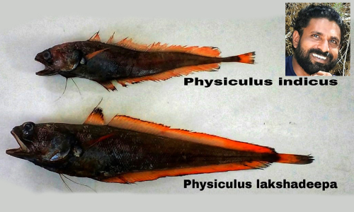 Physiculus indicus, Physiculus Lakshadweep