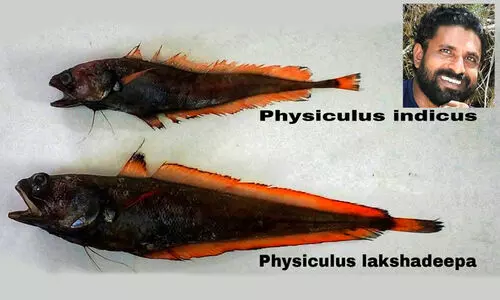 Physiculus indicus, Physiculus Lakshadweep