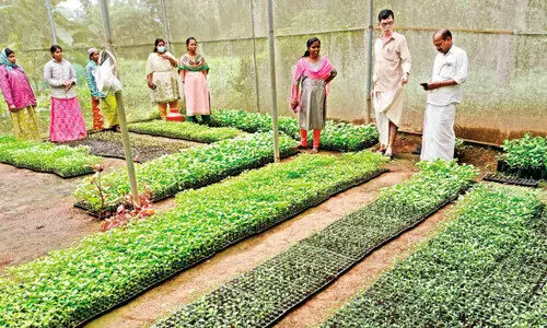 പ​രി​സ്ഥി​തി ദി​ന​ത്തി​ൽ വി​ത​ര​ണം ചെ​യ്യാ​ൻ ഒ​രു ല​ക്ഷം തൈ​ക​ൾ ഒ​രു​ങ്ങി