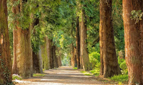 ഇന്ന് അന്താരാഷ്ട്ര ജൈവവൈവിധ്യ ദിനം; അറിയേണ്ടതെല്ലാം