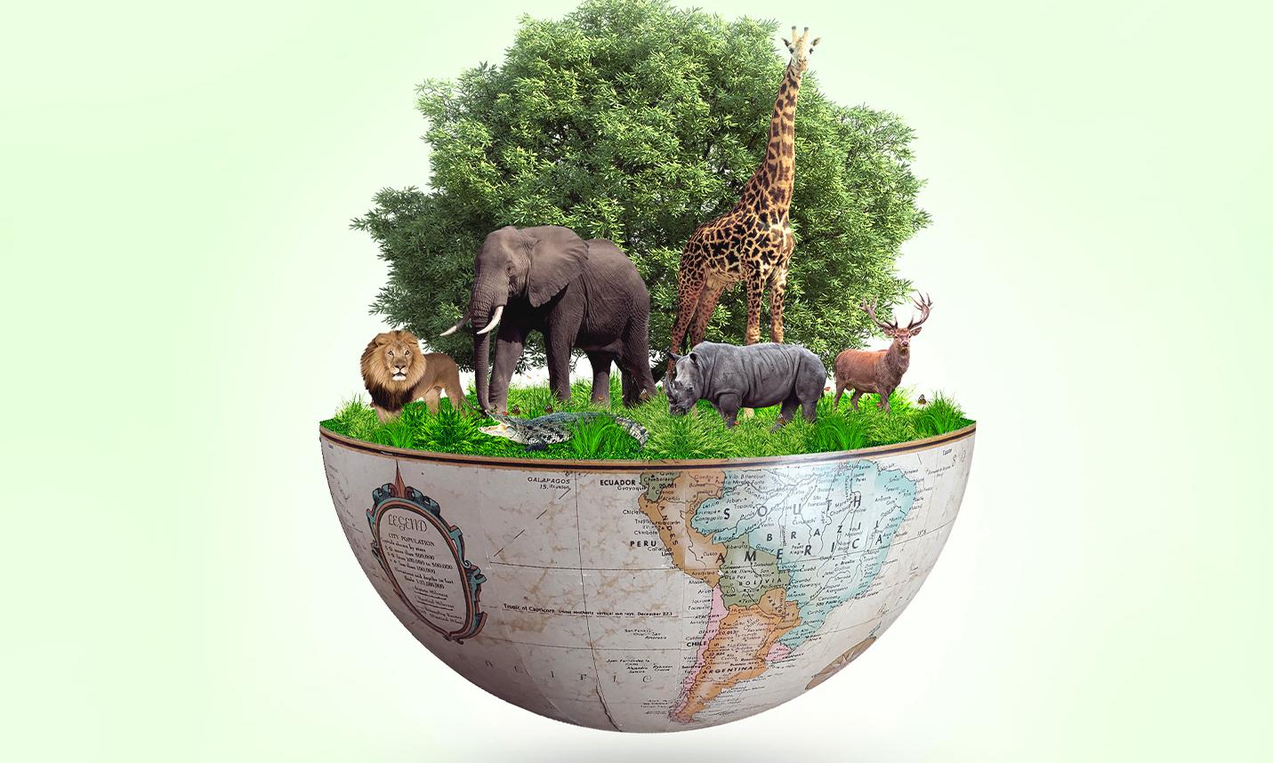International Day for Biological Diversity International Day for Biological Diversity