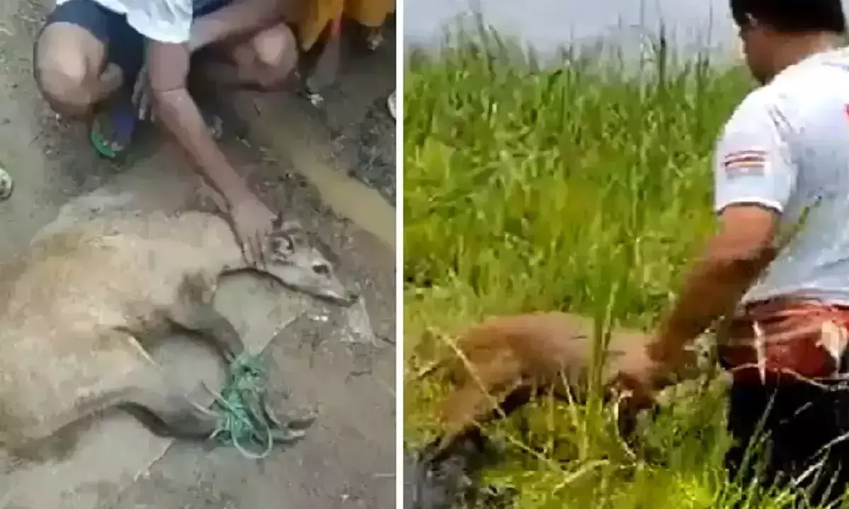 വെള്ളപ്പൊക്കത്തിൽ അവശനിലയിലായ മാനിനെ രക്ഷിച്ച് നാട്ടുകാർ; വൈറലായി വിഡിയോ വെള്ളപ്പൊക്കത്തിൽ അവശനിലയിലായ മാനിനെ രക്ഷിച്ച് നാട്ടുകാർ; വൈറലായി വിഡിയോ