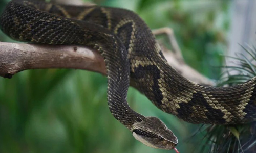 അണലിയുടെ വിഷബാധയേറ്റാൽ ചികിത്സ വൈകുന്നവർക്കായി പുതിയ മാർഗം