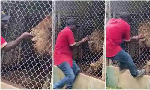 മൃഗശാല ജീവനക്കാരന്റെ വിരൽ കടിച്ചെടുത്ത് സിംഹം; വിഡിയോ വൈറൽ