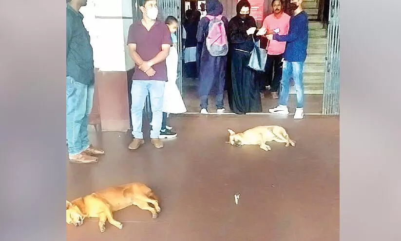 നാ​യ്ക്ക​ളു​ടെ വി​ശ്ര​മ കേ​ന്ദ്ര​മാ​യി തൃ​ശൂ​ർ റെ​യി​ൽ​വേ സ്​​റ്റേ​ഷ​ൻ