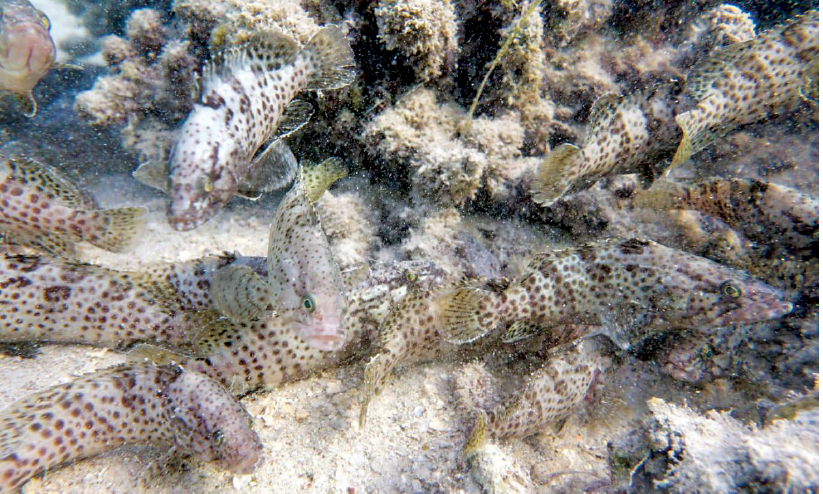 ഹാമൂർ മത്സ്യ ഉൽപാദനത്തിൽ 30 ശതമാനം വർധന ഹാമൂർ മത്സ്യ ഉൽപാദനത്തിൽ 30 ശതമാനം വർധന